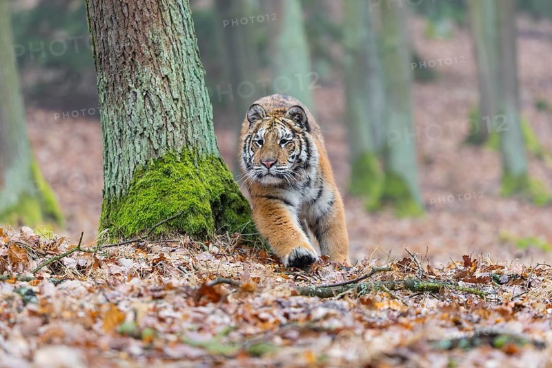 One young female Siberian Tiger, Panthera tigris altaica, running thru a forest