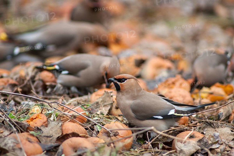 Bombycilla Garrulus, waxwing, birds, fallen fruit, meadow orchard, passeri, songbirds, songbirds, orchard, birds