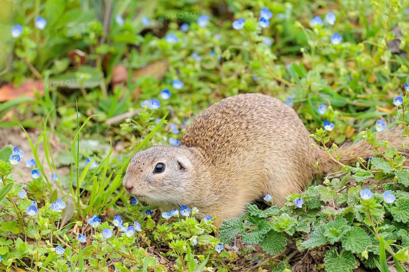 A fully grown ground squirrel (Spermophilus citellus) sits in a green meadow on a sunny day, intently observing its surroundings. Austria