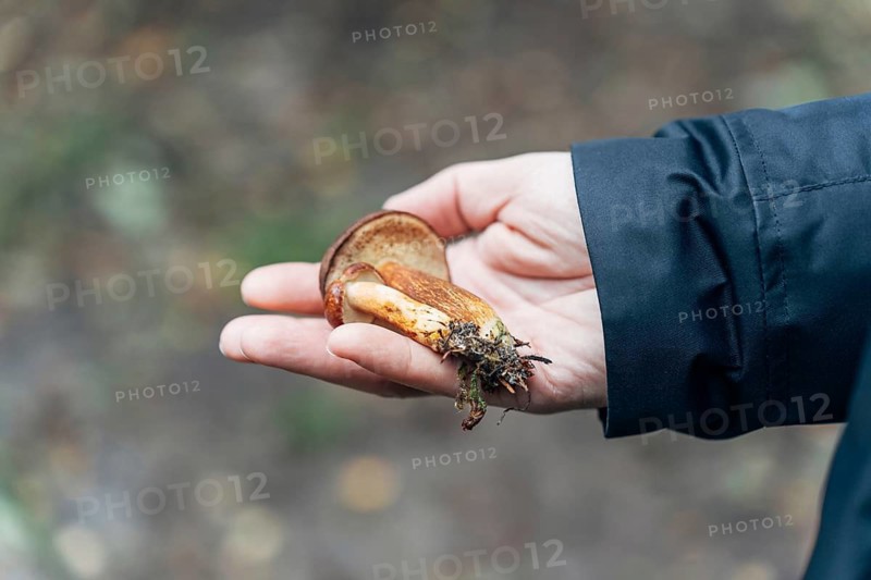 Mans hand holding freshly picked birch boletes (Leccinum scabrum) in autumn forest
