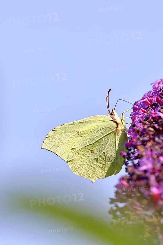 A lemon butterfly (Gonepteryx rhamny) feeding on nectar from a butterfly bush (Buddleja), wildlife, insects, butterflies, diurnal butterflies, Wilnsdorf, North Rhine-Westphalia, Germany