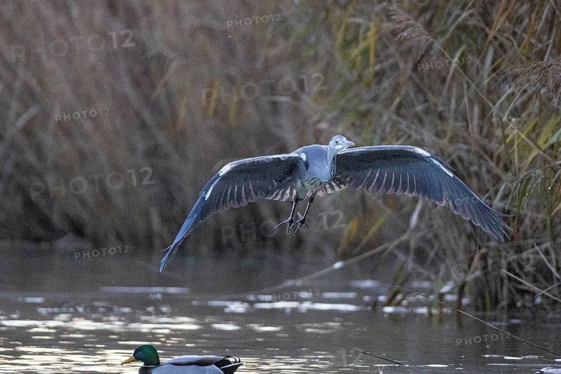 Grey heron (Ardea cinerea) Germany