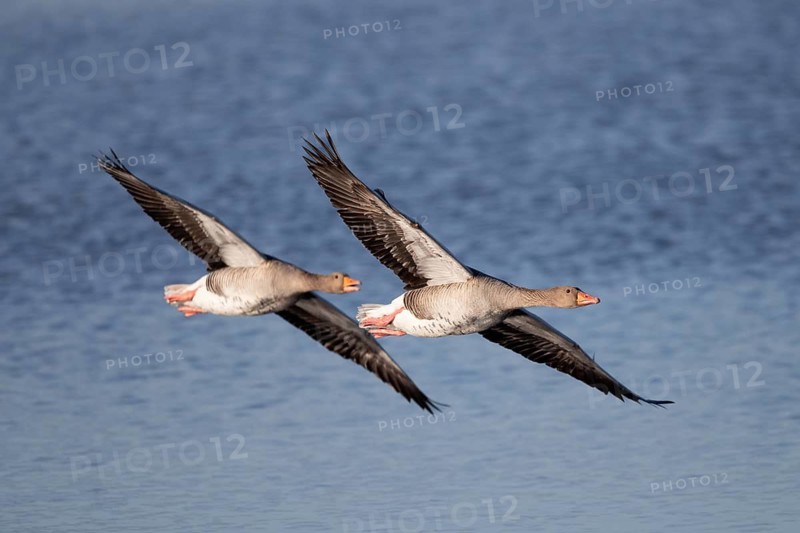 Pair of greylag geese flying together, in the Großen Rosin Moor nature reserve, Mecklenburg-Vorpommern, Germany