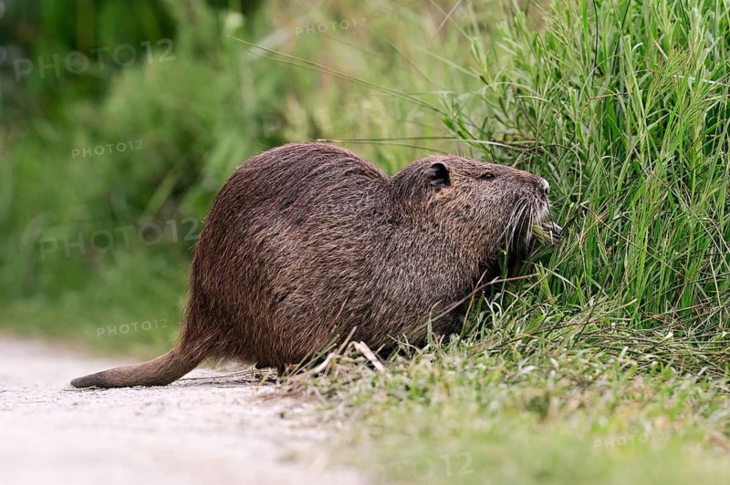 Nutria (Myocastor coypus), grazing by the side of the path, Camargue, southern France, France