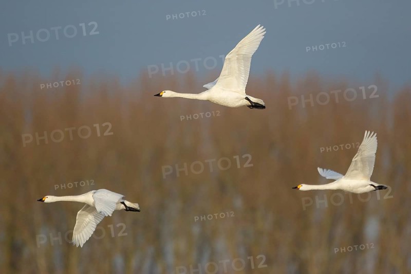 Tundra Swan (Cygnus columbianus bewickii) group flying, Netherlands