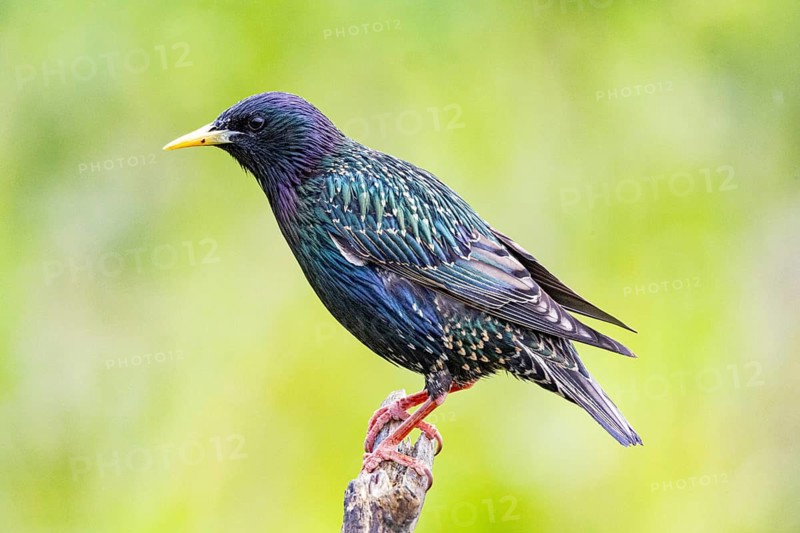 Starling (Sturnus vulgaris) Germany
