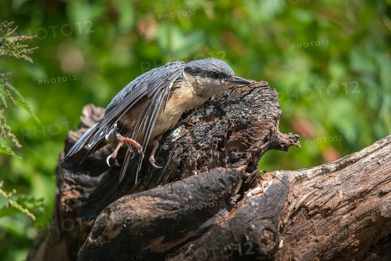 Nuthatch, Sitta Europaea, Bath, Bathe, Birds, Adolescent, Juvenile, Passeri, Songbirds, Sunbath, Birds