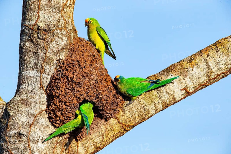 Peach-fronted conure (Aratinga aurea) Pantanal Brazil