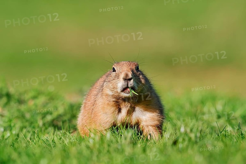 Black-tailed prairie dog (Cynomys ludovicianus) sitting feeding in a meadow, North America