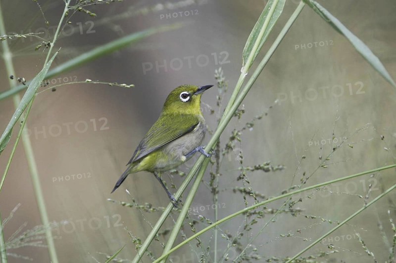 Japanese White-eye (Zosterops japonicus), Hawaii, USA