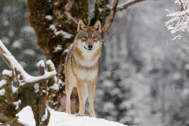 An adult female grey wolf (Canis lupus lupus) stands on a sloping, snow-covered meadow on a cold, cloudy day. A forest can be seen in the background