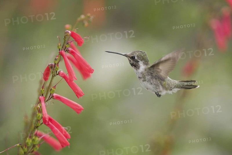 Costa's Hummingbird (Calypte costae) female, California, USA