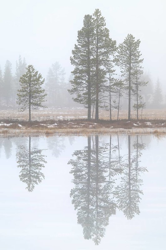 Pine trees are reflected in a swamp lake in fog, Gällivare, Norrbotten, Lapland, Sweden, October 2024