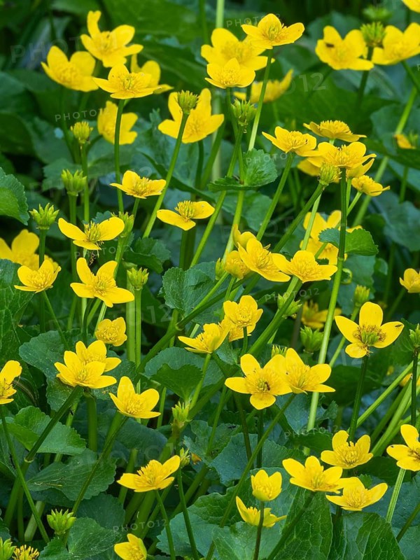 Marsh-marigold or kingcup (Caltha palustris), flowering on marshy ground, Hesse, Germany