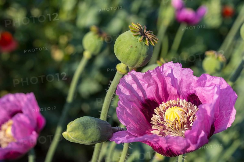Close-up of a single blue poppy (Papaver somniferum) flower in a field near Callenberg, Saxony, Germany