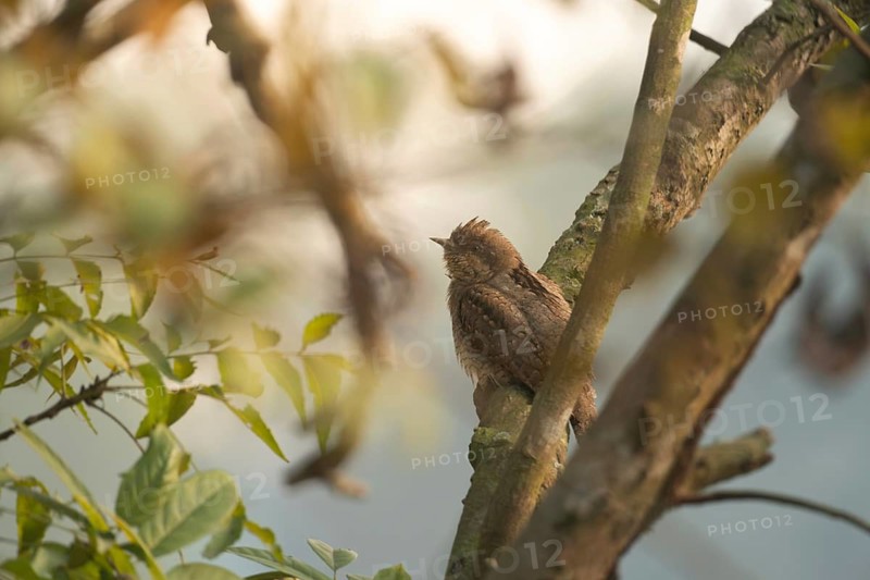 Eurasian wryneck or northern wryneck (Jynx torquilla), Sreepur, Gazipur, Bangladesh