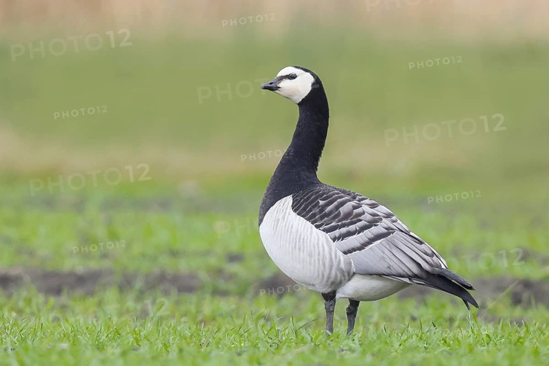 White-fronted goose or barnacle goose (Branta leucopsis), standing in a meadow in the wintering area, nature photography, wildlife, animals, bird, goose, Baltic Sea, Baltic Sea island Fehmarn, East Holstein, Schleswig-Holstein, Germany