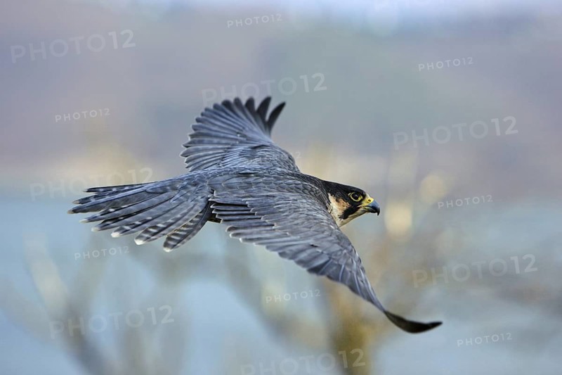 Wanderfalke; Falco peregrinus; im Flug über dem Edersee in Nordhessen