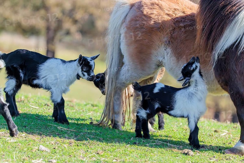 Two young pygmy goats (Capra hircus) are playing with the manes of two Falabella (Equus ferus caballus) horses, who are grooming each other. Austria