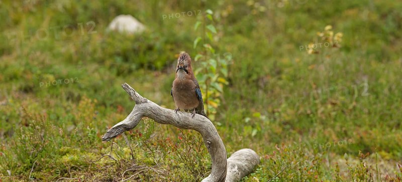 Eurasian jay (Garrulus glandarius) with raised head feathers, threatening gesture, on a tree stump, front view, autumn mood, cropped image, Northern Finland, Finland
