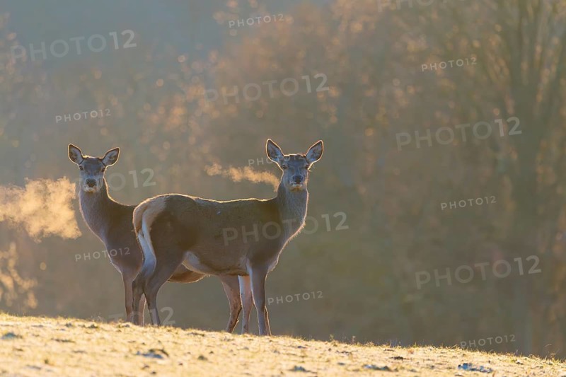 Two female red deer (Cervus elaphus) stand in the first light of day on a meadow covered in hoar frost. Their breath condenses in the cold air. A forest can be seen in the background