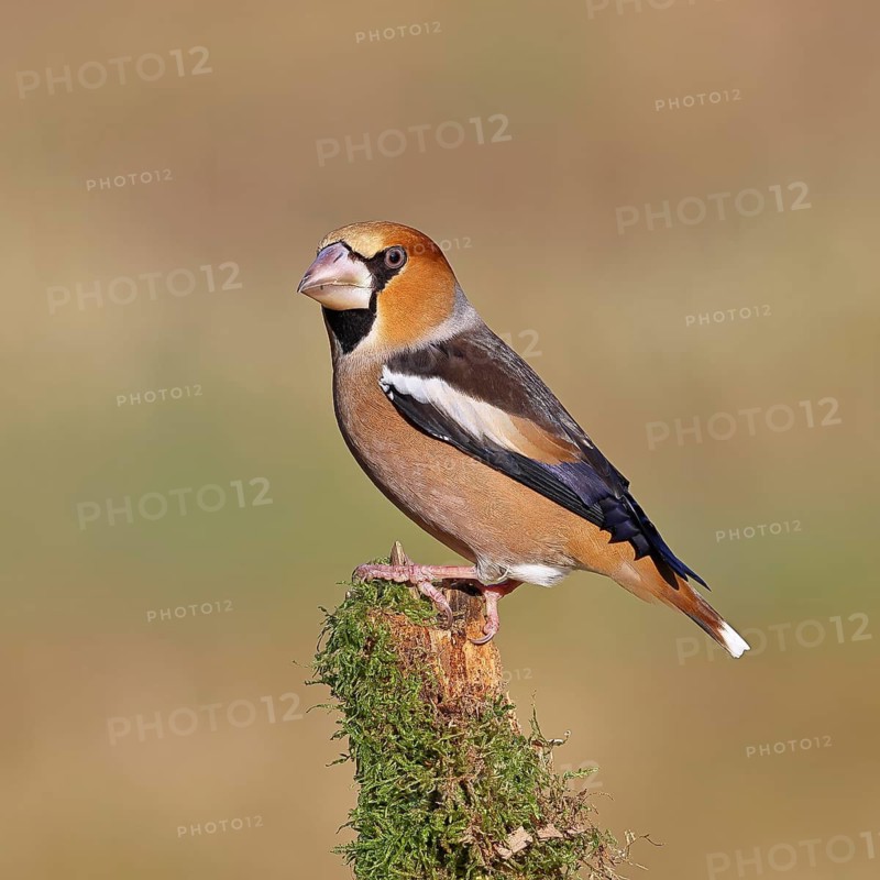Hawfinch (Coccothraustes coccothraustes), male, perched on a moss-covered branch, Wilnsdorf, North Rhine-Westphalia, Germany