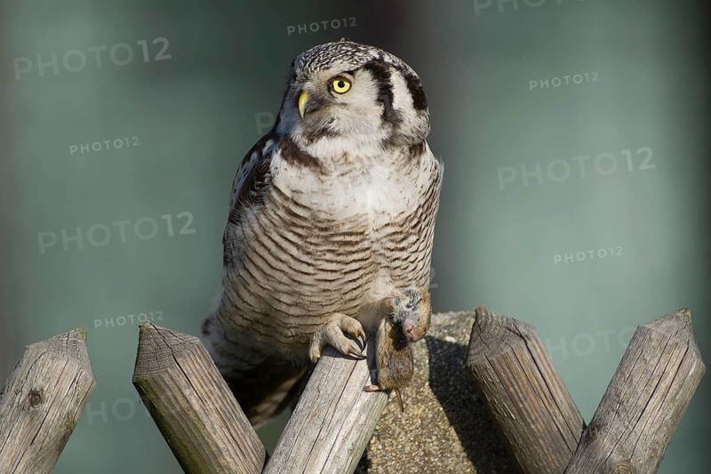 Northern Hawk-Owl (Surnia ulula), Saxony, Germany