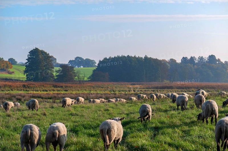 Black-headed sheep (Ovis gmelini aries) on a lush pasture, Rehna, Mecklenburg-Vorpommern, Germany