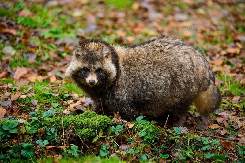 A raccoon dog standing on a moss-covered and leafy area, raccoon dog (Nyctereutes procyonoides), Hesse, Germany