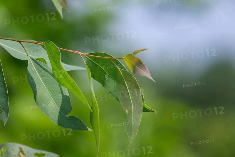 Fresh green Eucalyptus leaves on a branch, Sreepur, Gazipur, Bangladesh