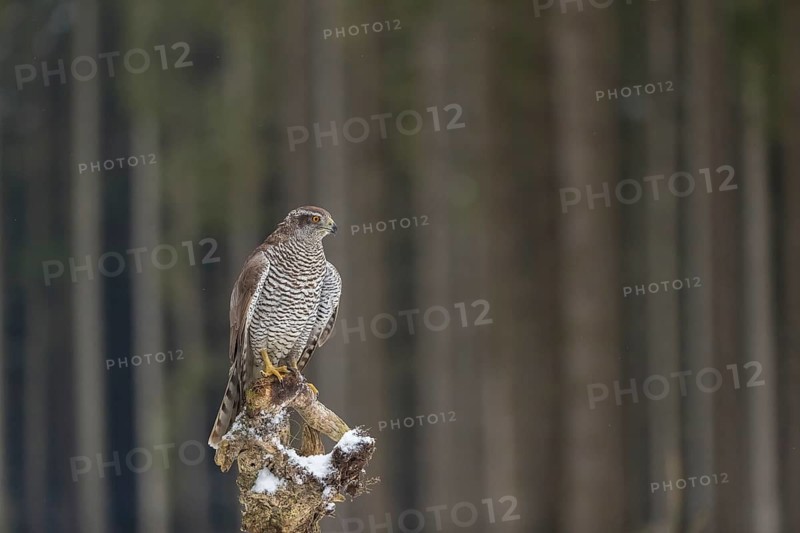 Northern goshawk, Accipiter gentilis, flying through a forest in winter and lands on a dead branch of a tree