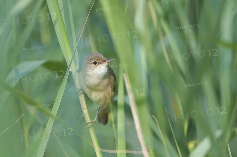 Common Reed Warbler - Teichrohrsänger - Acrocephalus scirpaceus ssp. scirpaceus, Germany