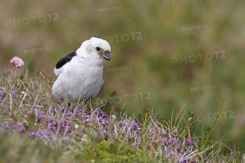 Snow Bunting (Plectrophenax nivalis) male, Iceland