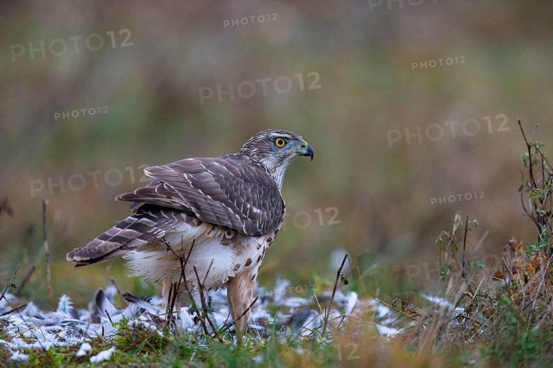 Goshawk (Accipiter gentilis) juv Germany