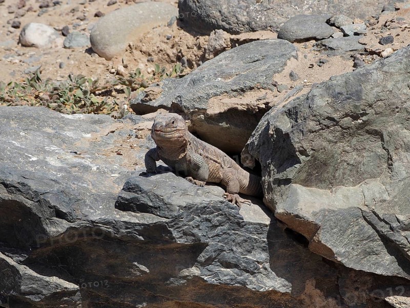 A Gran Canaria giant lizard (Gallotia stehlini) is basking in the sun on a large rock in a rocky landscape, Gran Canaria, Spain