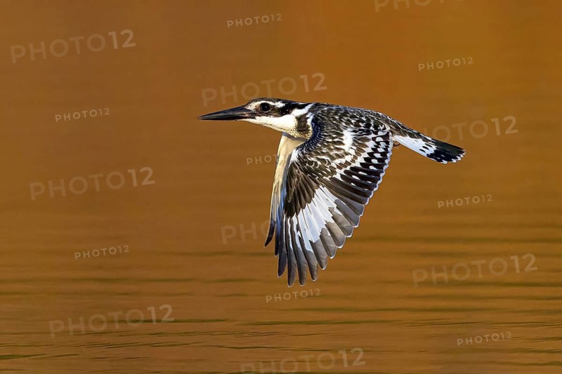 Pied kingfisher (Ceryle rudis), Alcyon pie, MartÌn Pescador PÌo, Marakissa River Camp / Canoe trip, Marakissa, South Bank, Gambia