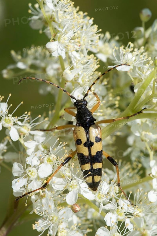 Black and yellow longhorn beetle, cerambycidae, spotted larbock, harlequin longhorn, leptura maculata, rutpela maculata, strangalia maculata, beetle, longhorn beetle, coleoptera, high size, portrait format, insects, beetles