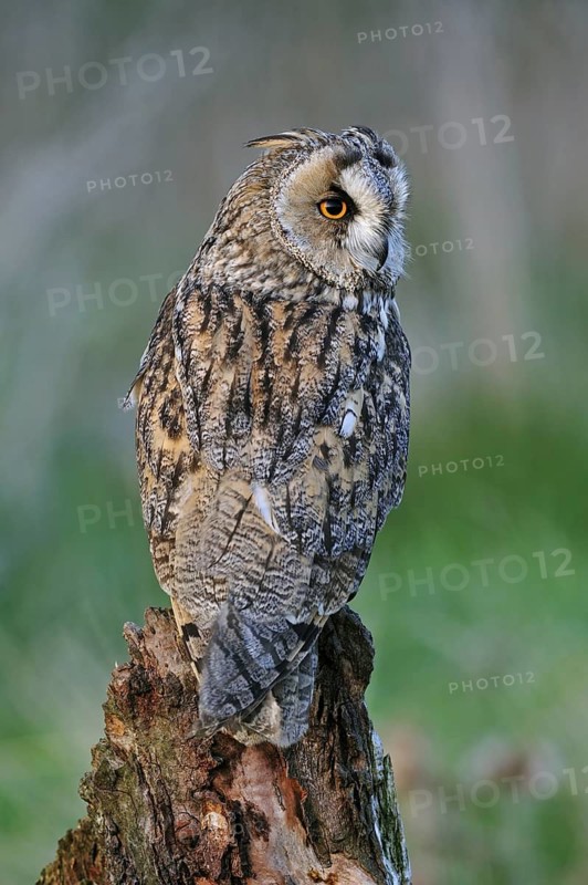 Long-eared owl (Asio otus), long eared owl perched on tree stump at forest's edge