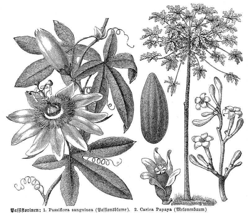 Historical illustration, Purple Passionflower (Passiflora incarnata), Papaya Tree (Carica papaya), historische Zeichnung, Passionsblume (Passiflora incarnata), Melonenbaum (Carica papaya)