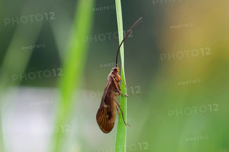 Mushroom-headed caddisfly (Anabolia nervosa), caddisflies (Trichoptera), brown, blade of grass