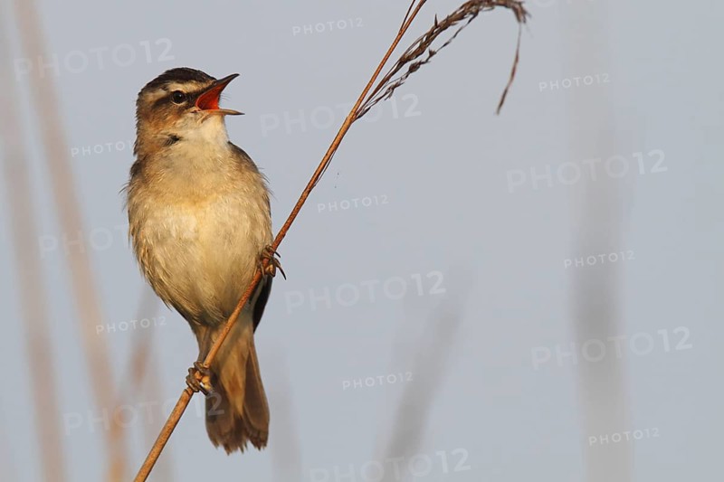 Sedge Warbler (Acrocephalus schoenobaenus) singing, Lower Saxony, Germany