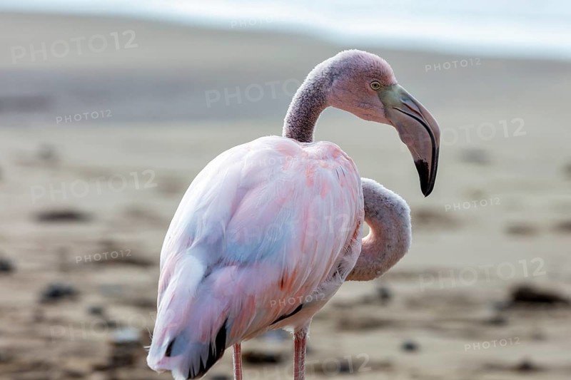 Flamingo (Phoenicopteridae), Galapagos, Ecuador