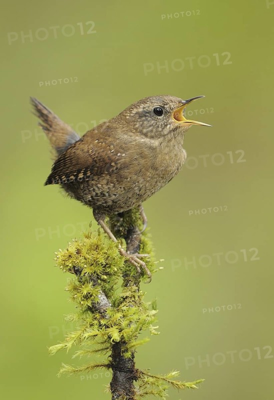 Pacific Wren (Troglodytes pacificus), British Columbia, Canada