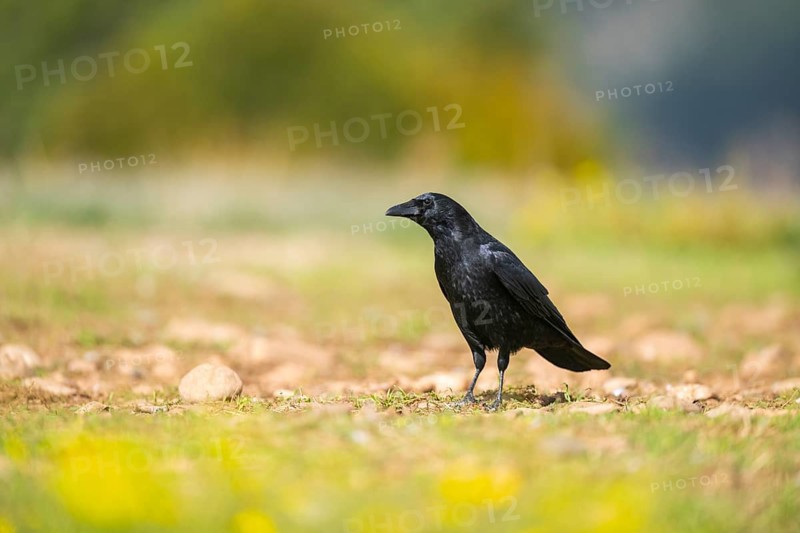 Common raven (Corvus corax) on a flowering meadow in autumn, Pyrenees, Catalonia, Spain