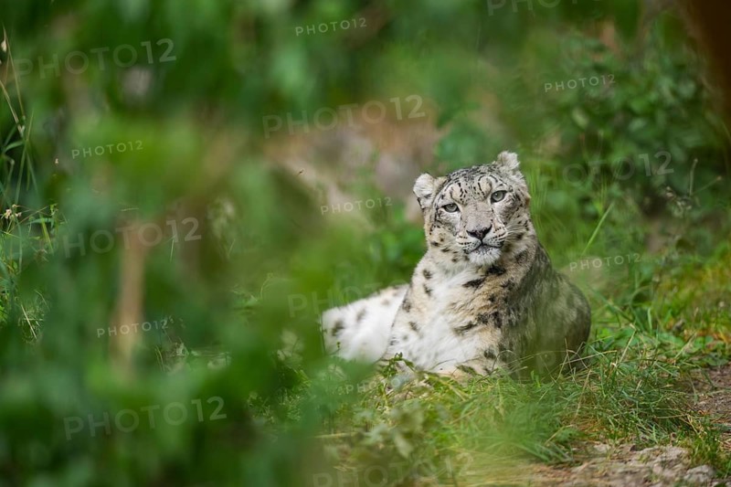 Snow leopard (Panthera uncia) lying on a meadow, captive, habitat in Asia