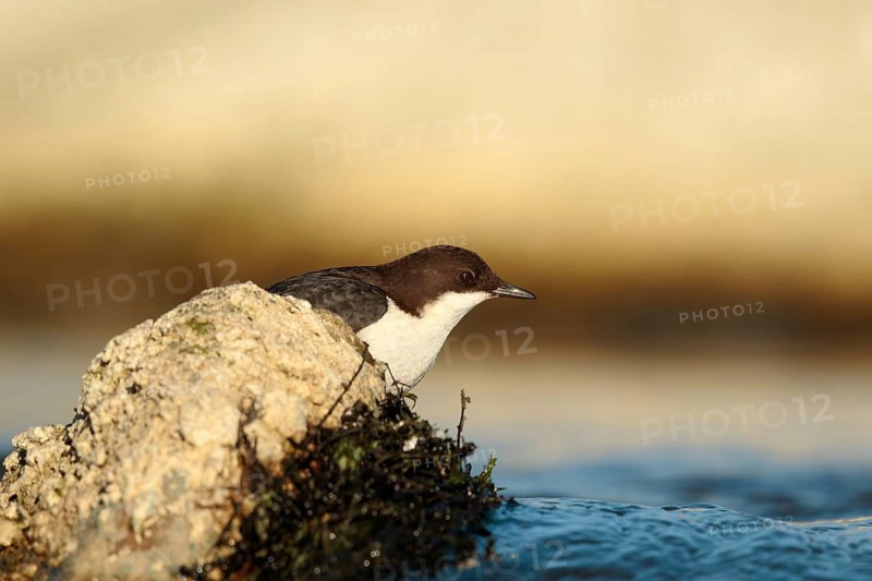 Zwartbuikwaterspreeuw, Black-bellied Dipper, Cinclus cinclus cinclus