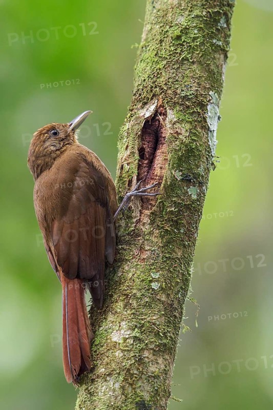 Thrush-like Woodcreeper (Dendrocincla turdina) perched on a branch in the Atlantic rainforest of southeast Brazil