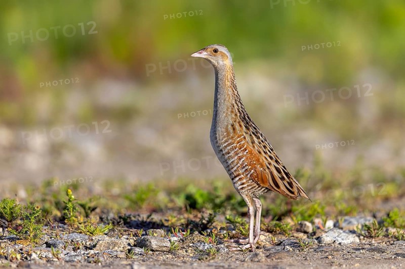 Corn crake, corncrake, landrail (Crex crex, Rallus crex) adult male foraging in field, meadow in spring