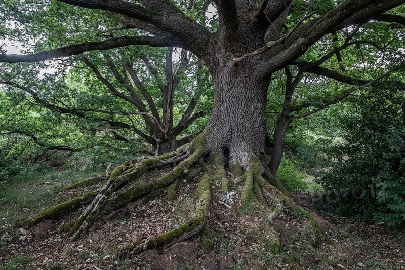 English oak (Quercus robur) in the Hutewald forest, Emsland, Lower Saxony, Germany