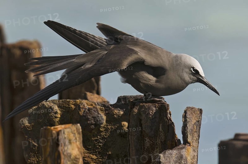Brown Noddy (Anous stolidus), Hawaii, USA